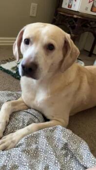 Great Pyrenees Dogs Available for Adoption in Fayetteville, Arkansas - Lucky | PetCurious