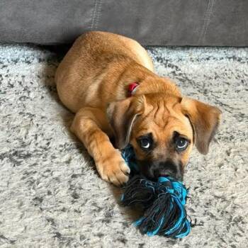Forest -  Pug and Mixed Breed Dog for Adoption in Alma, Wisconsin - Forest | PetCurious