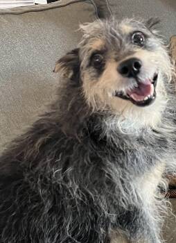 Rescue Miniature Schnauzer Dogs for Adoption in Chandler, Arizona - DOZER | PetCurious