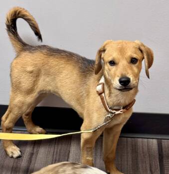 Poppy -  Golden Retriever and Shepherd Dog for Adoption in Cincinnati, Ohio - Poppy | PetCurious