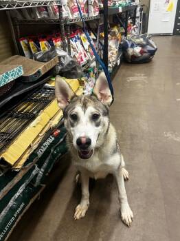 Reilly -  Mixed Breed Dog for Adoption in Douglasville, Georgia - Reilly | PetCurious