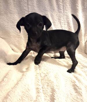 Enchilada -  Chihuahua and Terrier Dog for Adoption in Oakdale, California - Enchilada | PetCurious