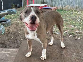 Rescue Pit Bull Terrier Dogs for Adoption in Indianapolis, Indiana - Polar | PetCurious