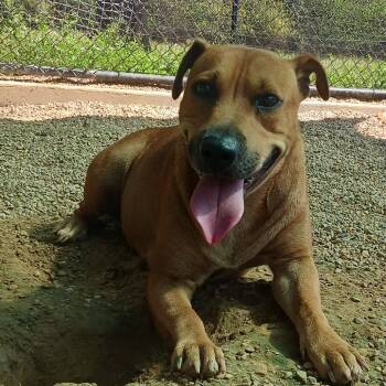 Rescue Shepherd and Mixed Breed Dogs for Adoption in Wadena, Minnesota - Melody | PetCurious