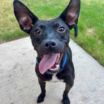 Hayley -  Rat Terrier Dog for Adoption in Krum, Texas - Hayley | PetCurious