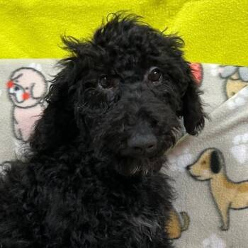 Rescue Standard Poodle Dogs for Adoption - Scarlett | PetCurious