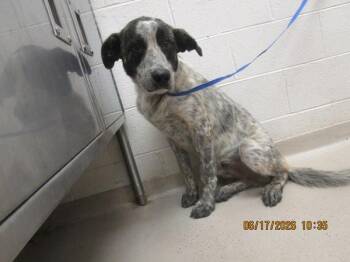 Franco (801) -  Australian Cattle Dog Blue Heeler Dog for Adoption in Marietta, Georgia - Franco (801) | PetCurious