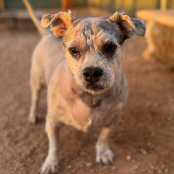 Terrier Dogs Available for Adoption in Las Vegas, Nevada - Baby Yoda | PetCurious