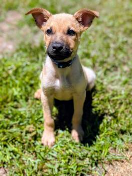 Charlie -  German Shepherd Dog and Foxhound Dog for Adoption in Bloomingdale, Georgia - Charlie | PetCurious