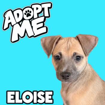 Hyacinth -  Chihuahua Dog for Adoption in Ferndale, Michigan - Hyacinth | PetCurious