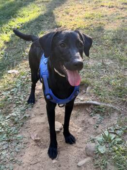 Daisy -  Black Labrador Retriever Dog for Adoption in Brunswick, Maine - Daisy | PetCurious