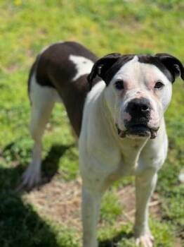 Rescue Mixed Breed Dogs for Adoption in Leitchfield, Kentucky - Rebel | PetCurious