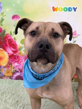 Mixed Breed Dogs Available for Adoption in Flint, Michigan - Woody | PetCurious
