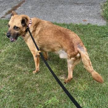 Woodrow -  Shepherd and Mixed Breed Dog for Adoption in Avon, Ohio - Woodrow | PetCurious