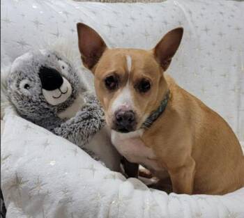 Terrier Dogs Available for Adoption - Bjorn (6 Years Old) | PetCurious