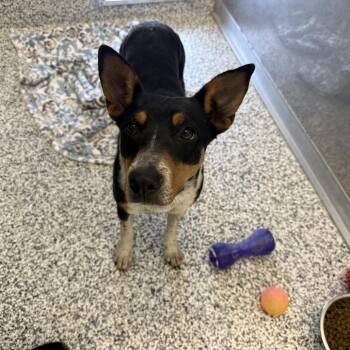 Australian Cattle Dog Blue Heeler Dogs Available for Adoption in Madisonville, Tennessee - Shira | PetCurious