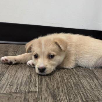 Jisoo -  Terrier and Mixed Breed Dog for Adoption in Redmond, Washington - Jisoo | PetCurious