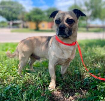 Troy -  Pug Dog for Adoption in St. Catharines, Ontario - Troy | PetCurious