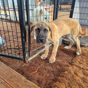 Rose -  Mastiff Dog for Adoption in Northbrook, Illinois - Rose | PetCurious