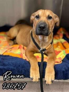 Rescue Mixed Breed Dogs for Adoption in Macon, Georgia - ROWAN | PetCurious