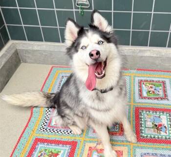WINTER -  Husky Dog for Adoption in Rancho Cucamonga, California - WINTER | PetCurious