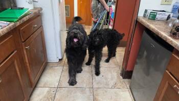 Mila -  Mixed Breed Dog for Adoption in Cincinnati, Ohio - Mila | PetCurious