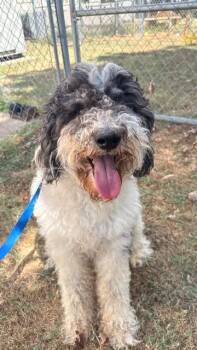 Farkle -  Poodle Dog for Adoption in Fayetteville, Arkansas - Farkle | PetCurious