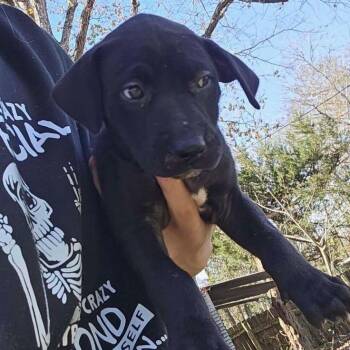 Rev -  Black Labrador Retriever and Pit Bull Terrier Dog for Adoption in Livingston, Texas - Rev | PetCurious
