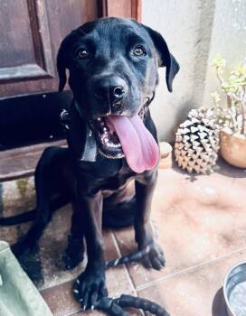 Little Pepper -  Black Labrador Retriever Dog for Adoption in Los Angeles, California - Little Pepper | PetCurious