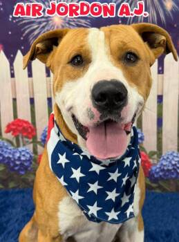 Air Jordan -  Mixed Breed Dog for Adoption in Flint, Michigan - Air Jordan | PetCurious