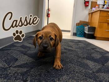 Cassie -  Labrador Retriever Dog for Adoption in Carmel Hamlet, New York - Cassie | PetCurious