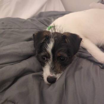 Terrier Dogs Available for Adoption in Wake Forest, North Carolina - Bubbles | PetCurious