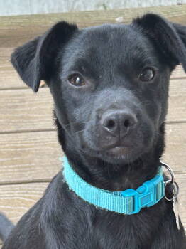Rescue Labrador Retriever and Terrier Dogs for Adoption in San Diego, California - Ezra | PetCurious