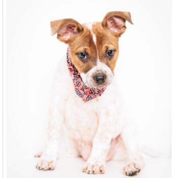 Chelsea -  Cattle Dog and Mixed Breed Dog for Adoption in Springboro, Ohio - Chelsea | PetCurious