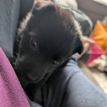 Mixed Breed Dogs Available for Adoption in Buffalo, Minnesota - Raisin | PetCurious