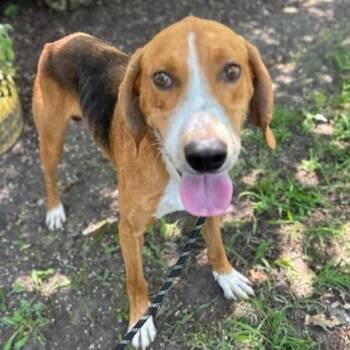 Rescue Hound and Mixed Breed Dogs for Adoption in Windsor, Virginia - Stick Boy | PetCurious