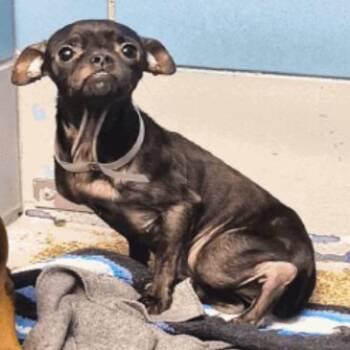 Pooka4 -  Chihuahua and Pug Dog for Adoption in Park Row, Texas - Pooka4 | PetCurious