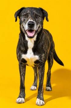 MARGAUX -  Mixed Breed Dog for Adoption in Jacksonville, Florida - MARGAUX | PetCurious