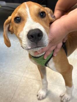 Morrison -  Pointer and Hound Dog for Adoption in Mobile, Alabama - Morrison | PetCurious