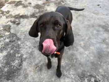 Lady -  Hound Dog for Adoption in Randolph, Vermont - Lady | PetCurious