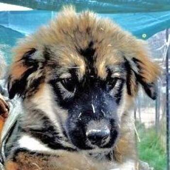 Rescue German Shepherd Dog and Husky Dogs for Adoption in San Luis, Colorado - Misha | PetCurious