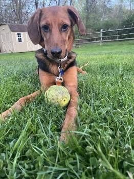 Hound Dogs Available for Adoption in Wappingers Falls, New York - Gertie | PetCurious