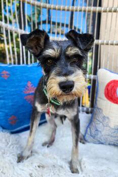 Nala -  Schnauzer Dog for Adoption in San Diego, California - Nala | PetCurious
