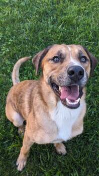 Jax -  Shepherd Dog for Adoption in Tiffin, Ohio - Jax | PetCurious