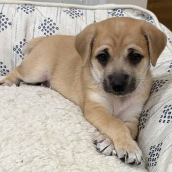 Ginger Spice - Local Pup -  Beagle and Lakeland Terrier Dog for Adoption in Andover, Massachusetts - Ginger Spice - Local Pup | PetCurious