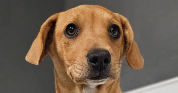 Rescue Mixed Breed Dogs for Adoption in Los Angeles, California - Gobble #3959 | PetCurious