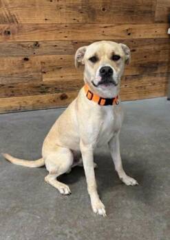 Labrador Retriever and Boxer Dogs Available for Adoption - **FIONA** | PetCurious