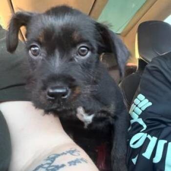 Australian Cattle Dog Blue Heeler Dogs Available for Adoption in Lodi, California - Lupita | PetCurious
