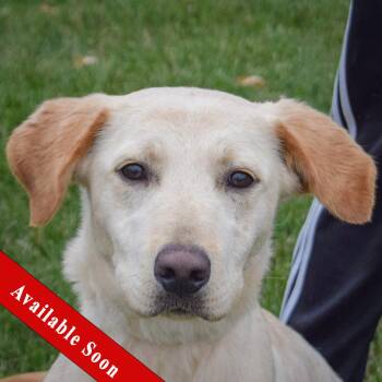 Rescue Yellow Labrador Retriever Dogs for Adoption in Huntley, Illinois - Hayden | PetCurious