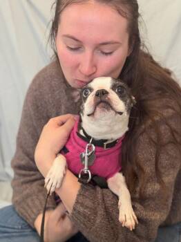 Mixed Breed Dogs Available for Adoption - Miss Piggy | PetCurious